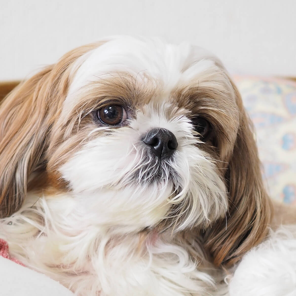 シーズーの子犬譲りますの裏側と真相｜無料譲渡の罠と里親の現実2026