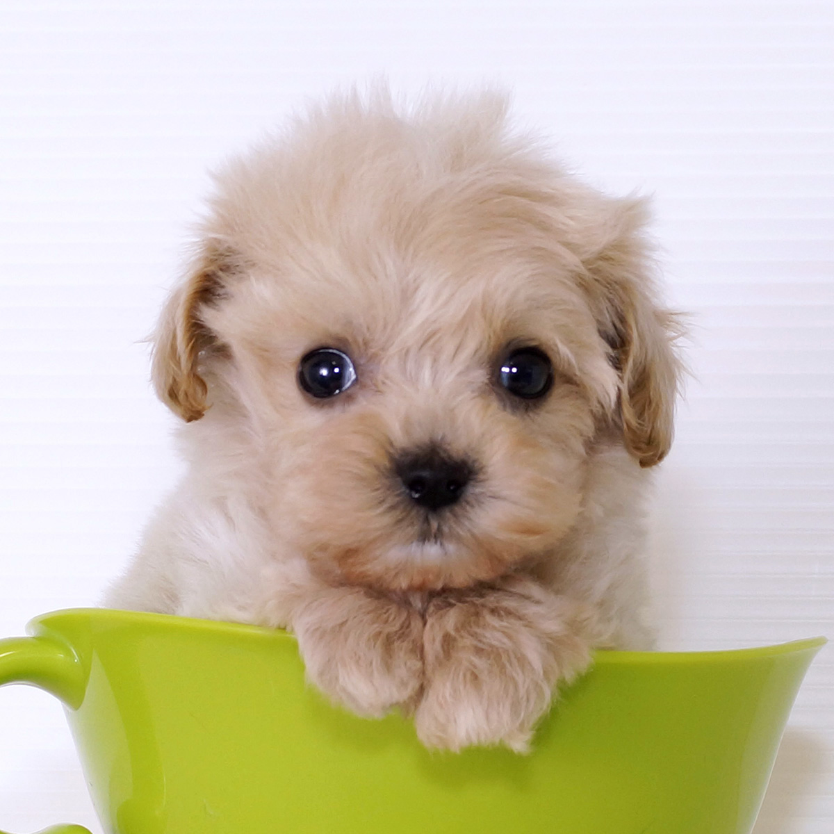 ティーカッププードルで後悔する理由とは？成犬の大きさと寿命の真実