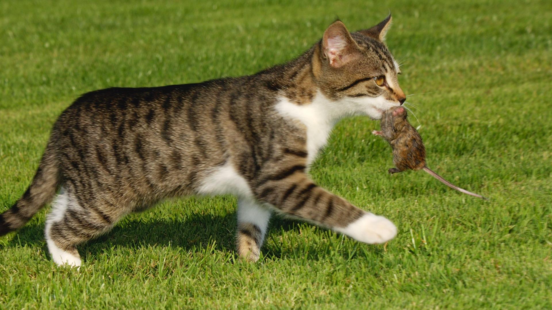 猫の外飼いはなぜ激減したのか？2026年最新データとリスクの真相