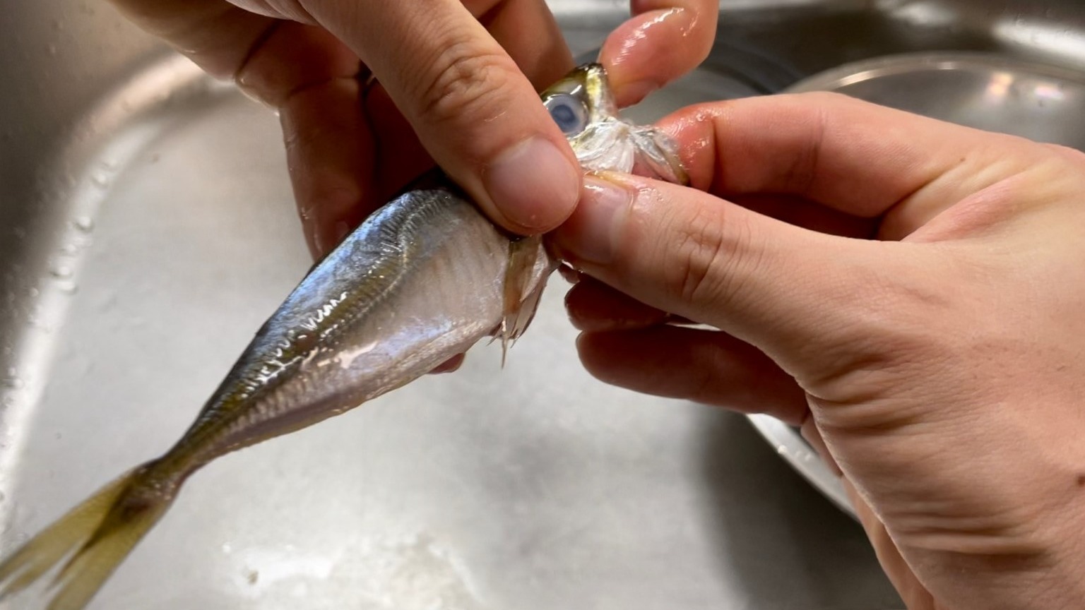 大量の豆アジを一瞬で下処理！包丁なし・割り箸でエラ内臓を取る裏ワザ