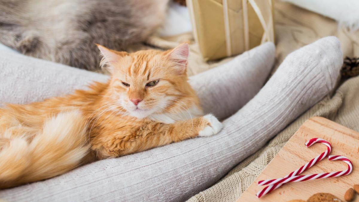 猫が足元で寝る心理の真相｜愛情か警戒心か？位置で暴く愛猫の本音