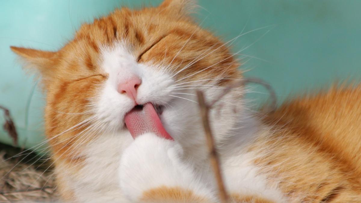 猫の舌がザラザラな理由とは？痛い正体と毛づくろいの秘密を解剖