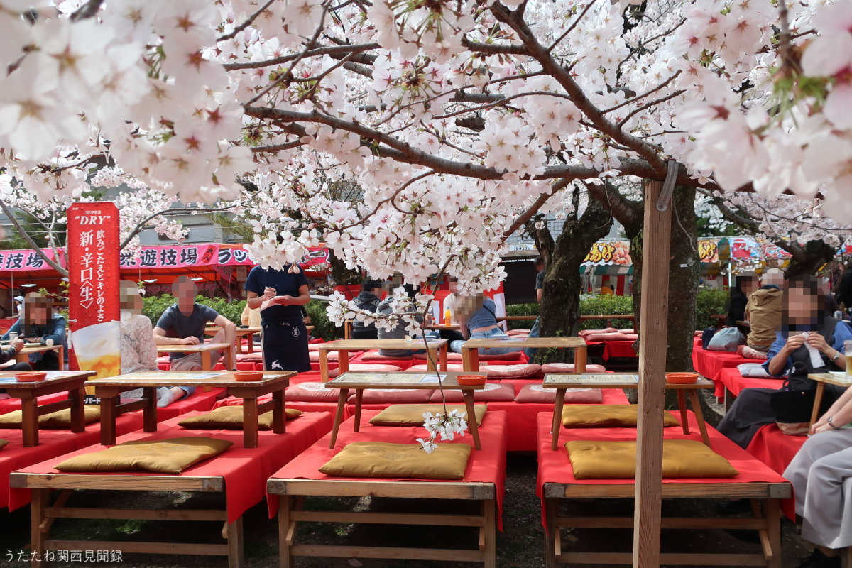 【2026最新】京都円山公園の桜と屋台ガイド！見頃・時間と混雑回避