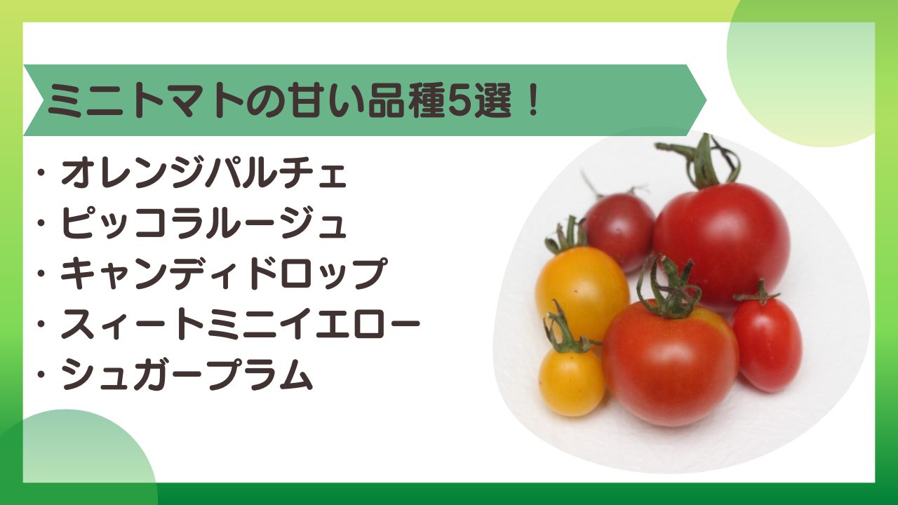 プロが明かす！糖度10度超えの激甘ミニトマト厳選品種と選び方