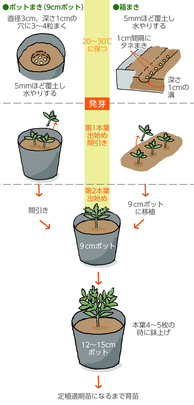 トマト苗の間引きで差がつく！甘い実を鈴なりにするプロの極意