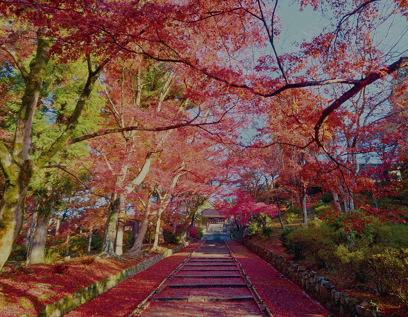 京都山科・毘沙門堂門跡の全貌｜動く襖絵の仕掛けと敷き紅葉の見頃