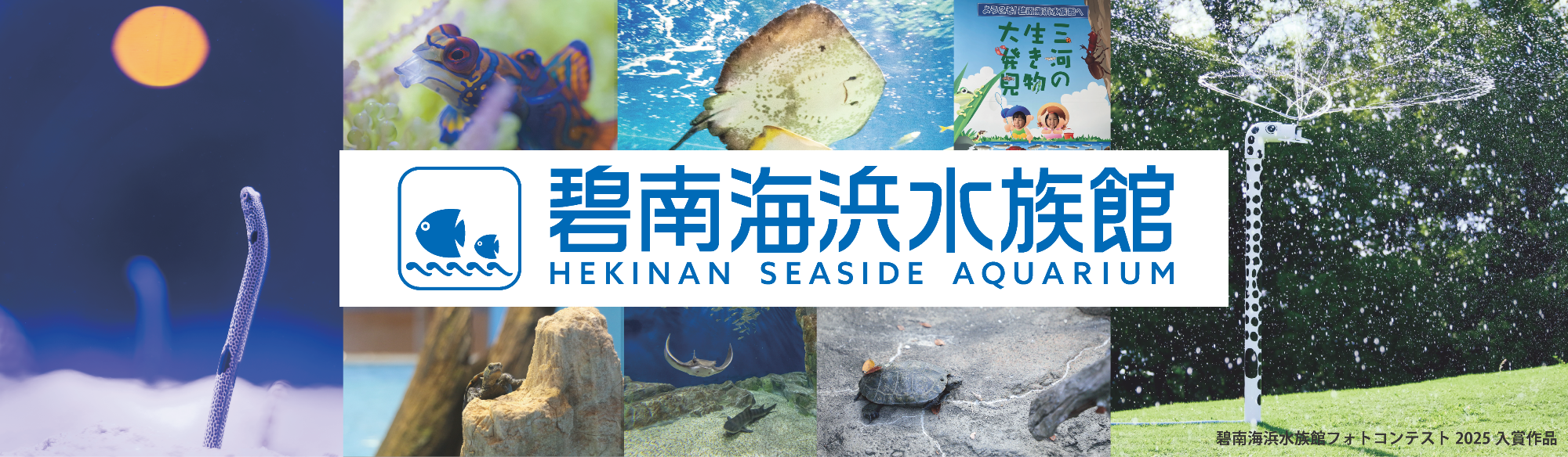 碧南海浜水族館は本当にコスパ最強？料金と見どころを徹底検証