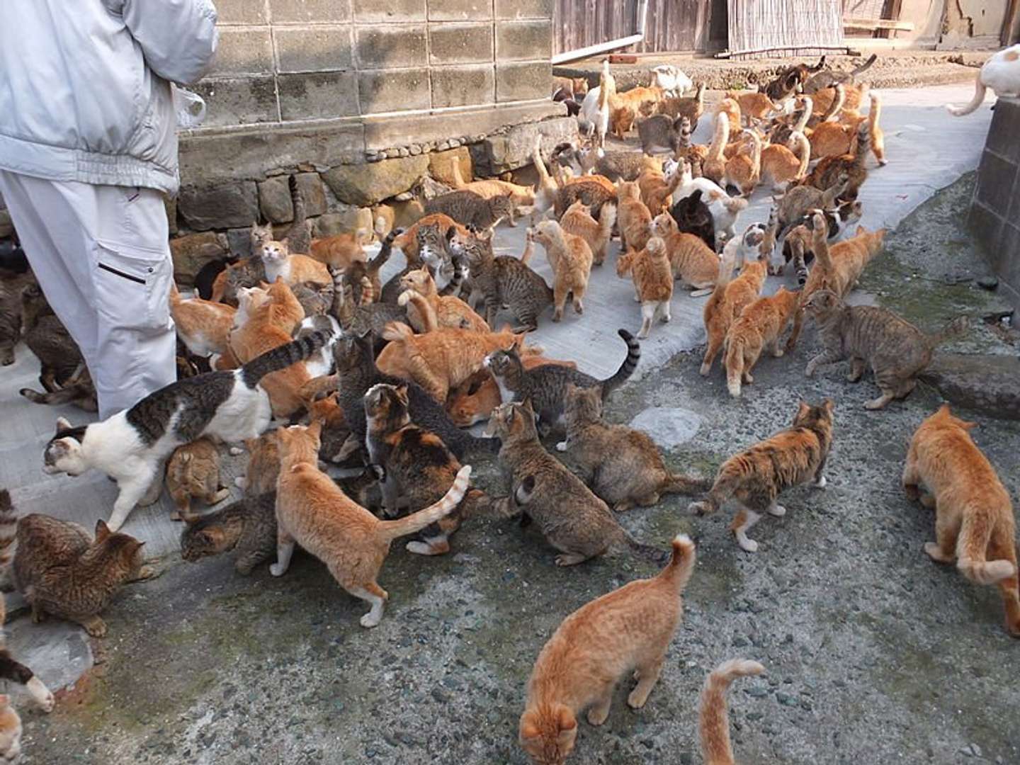 広島の「猫島」はどこにある？尾道と瀬戸内海の真相＆最新ガイド