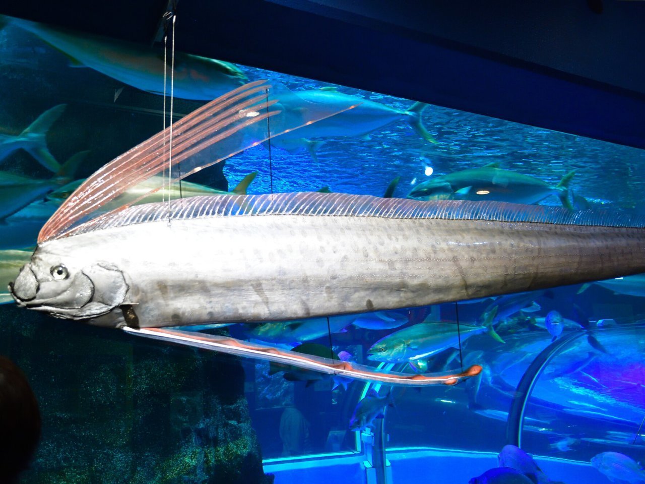 リュウグウノツカイと太刀魚の違い！味や生態と地震の噂を徹底解明