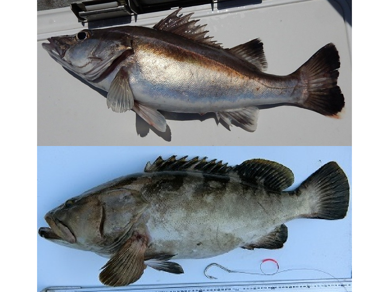 高級魚クエとアラの違いを暴く！九州の呼称問題と本物の見極め方