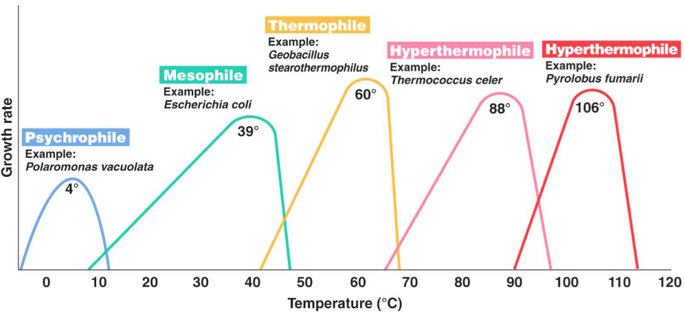 What Temperature Kills E Coli Bacteria