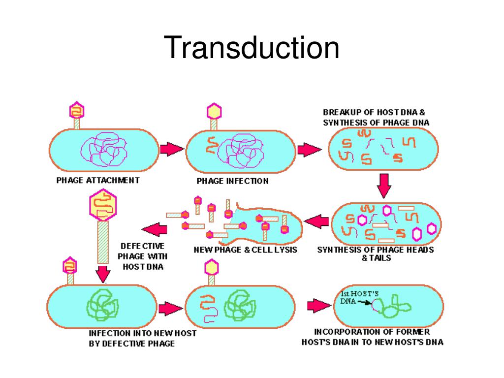 Transduction Meaning Biology