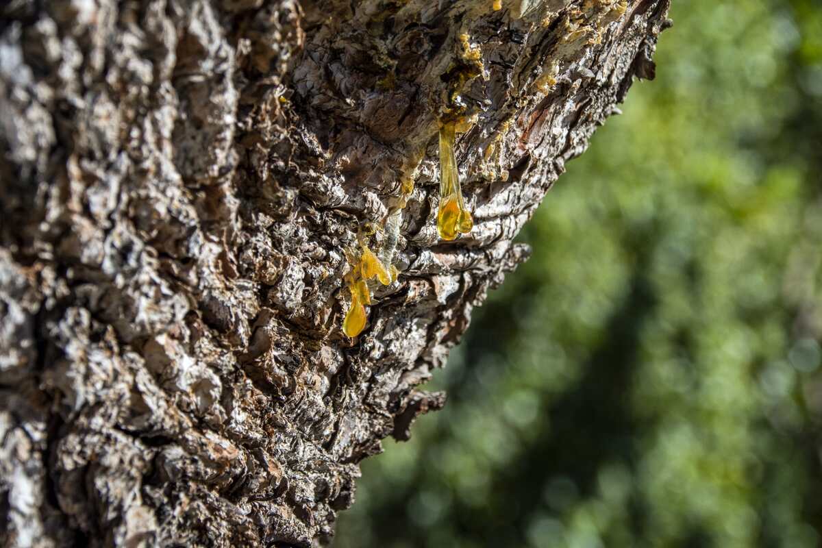 What Does Sap Do for Trees