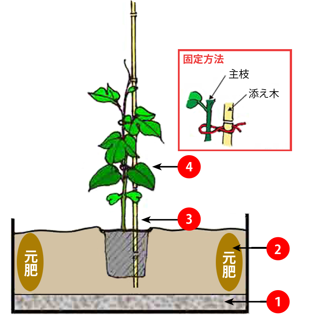 パッションフルーツ育て方完全版！実がつかない理由と冬越しの秘訣
