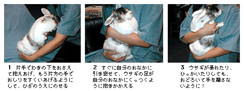 うさぎが暴れない抱っこ術！怪我を防ぎ絆を深める獣医師直伝の手順