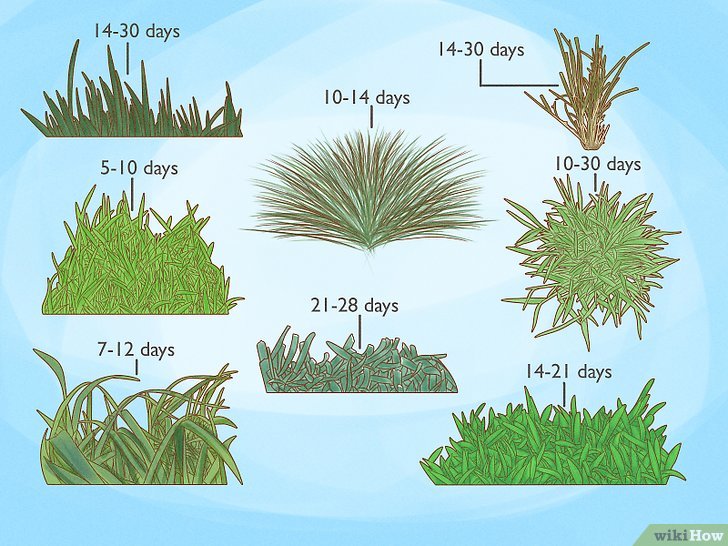 How Long Lawn Seed to Grow