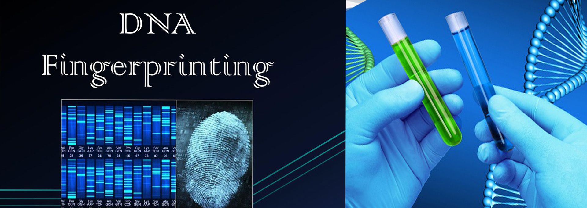 How Is Dna Fingerprinting Used in Forensics