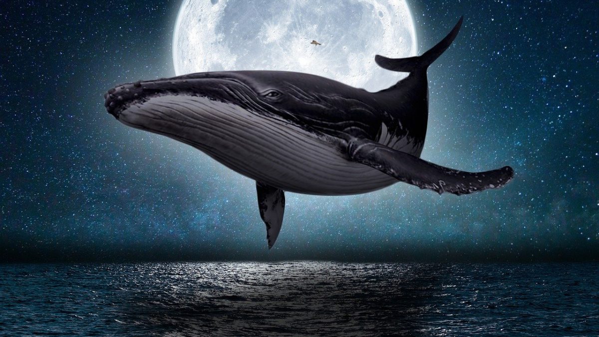 クジラの英語表現完全ガイド！種類別の単語から発音・イディオムまで網羅