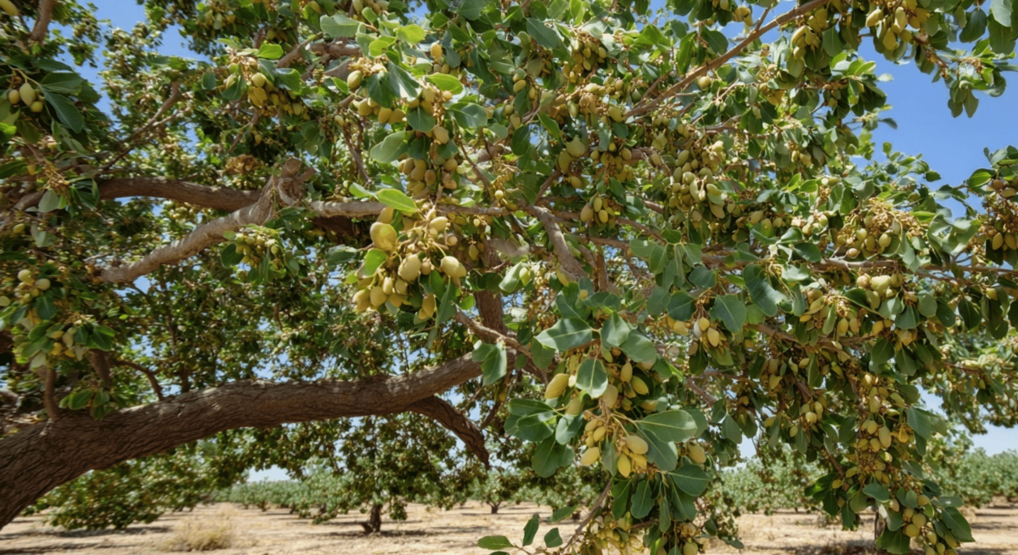 Where Are Most Pistachios Grown