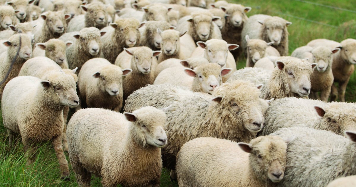What Is Called Group of Sheep
