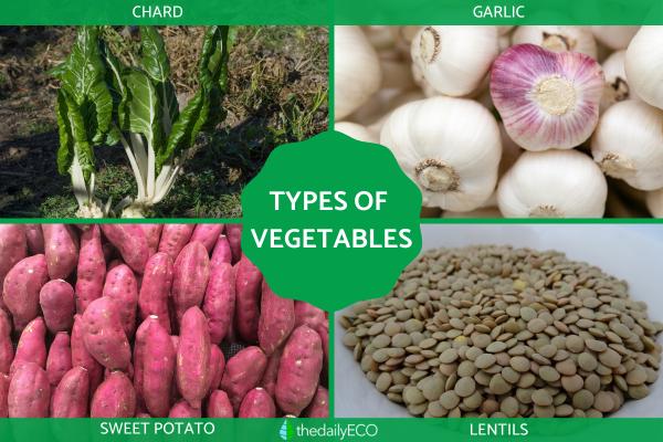 What Makes a Vegetable a Vegetable