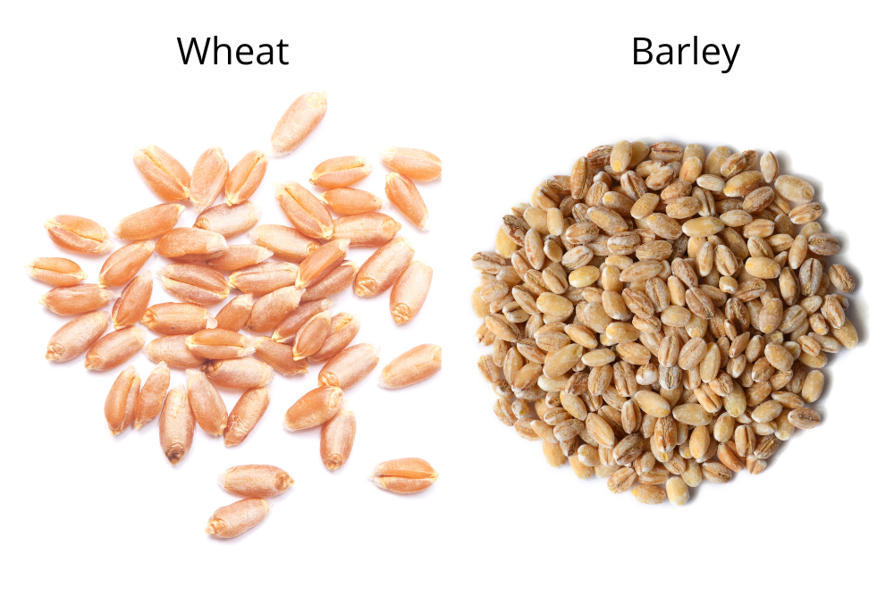 Barley vs Wheat Gluten