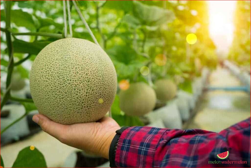 How to Pick out a Good Honeydew