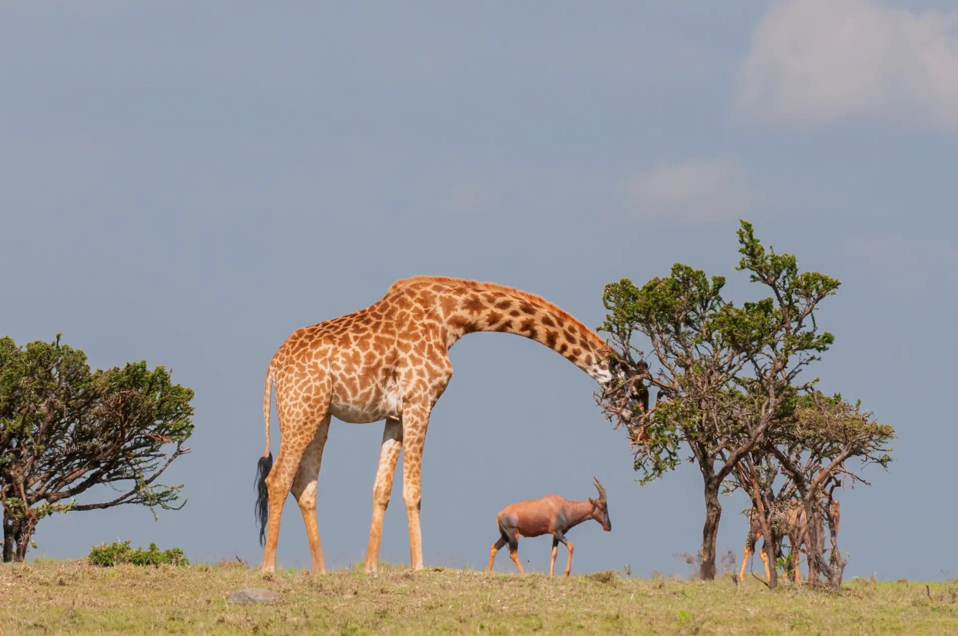 Why Does a Giraffe Has a Long Neck
