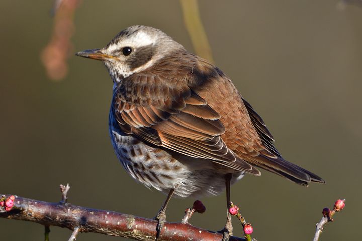 ツグミの鳴き声は何を伝える？春のさえずりと警戒音を徹底解析