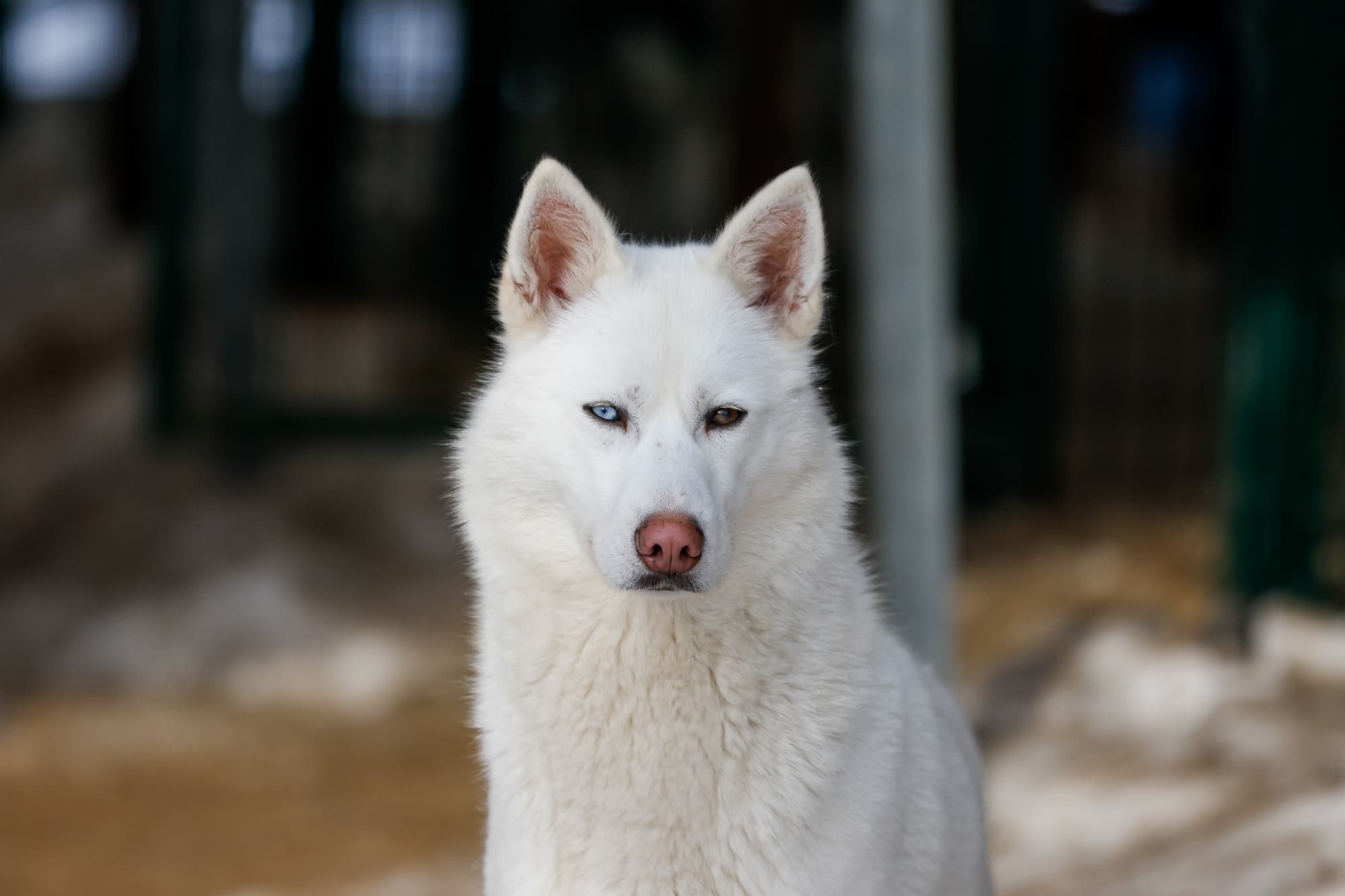 柴犬が狼に最も近い？Dna解析で判明した意外なランキングと真実