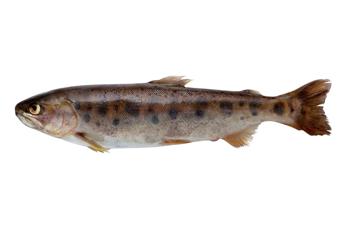 渓流の女王・山女魚の真実！生態とアマゴとの違い・釣りと旬を徹底解剖