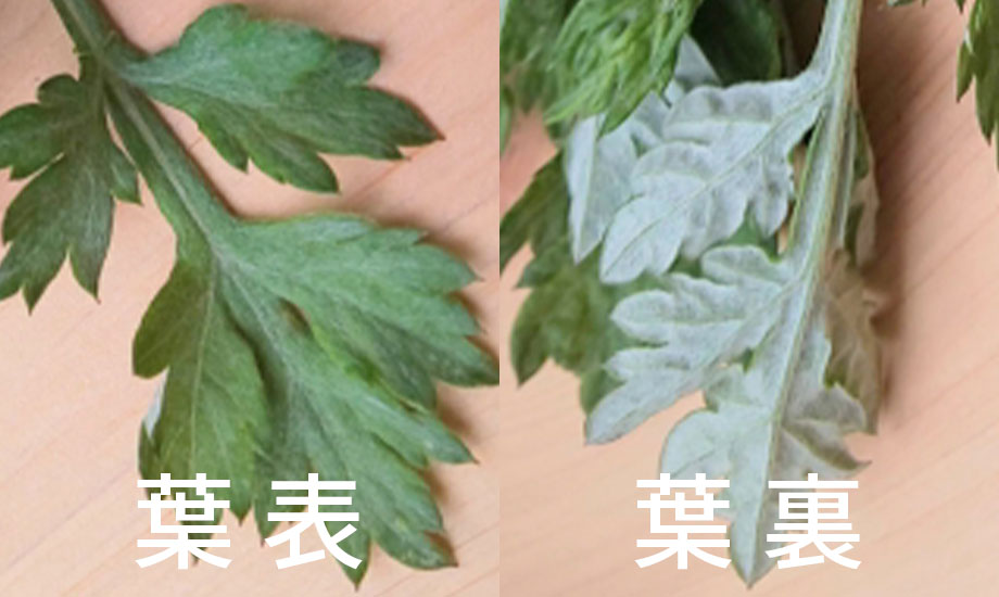 ヨモギの見分け方完全ガイド！トリカブトや毒草との違いと安全な採取法