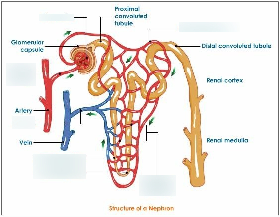 Label the Components of a Nephron and Its Blood Supply