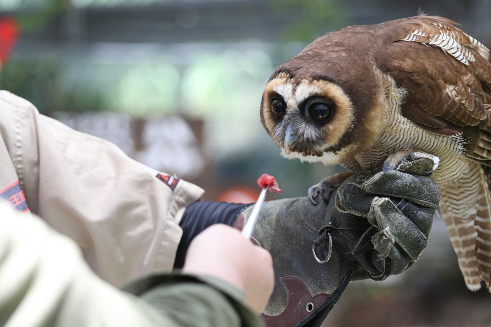 動物園飼育員の給料で生活できる？手取りや公立私立の格差を徹底検証