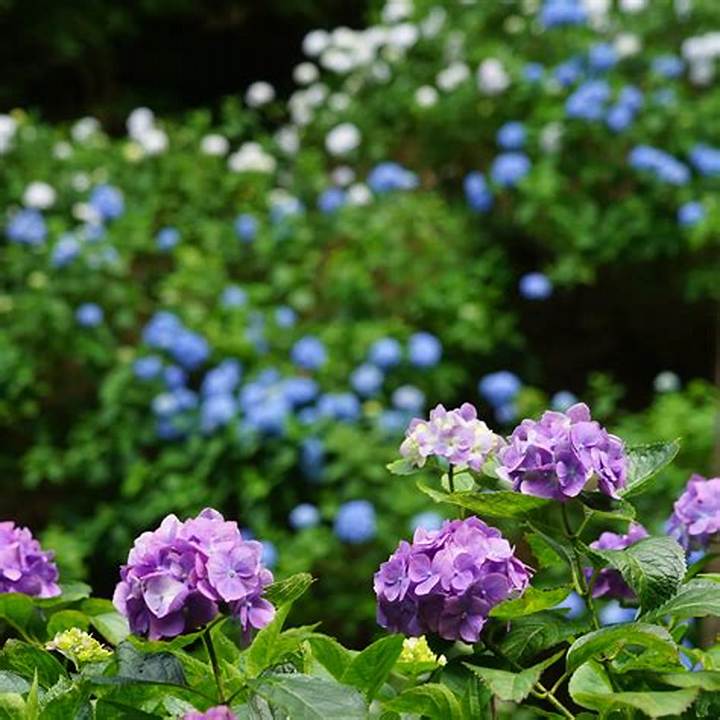 アジサイの植え替え時期はいつ？失敗しない準備と作業のコツ