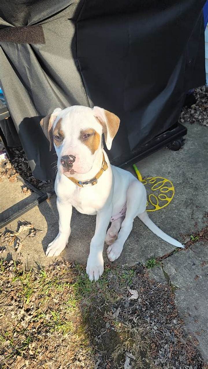 Boxers Mix with Pitbull: What to Expect from This Popular Crossbreed