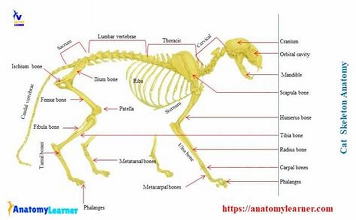 猫の骨格標本が明かす驚異の身体能力｜構造・製作工程からメモリアル保存まで解説