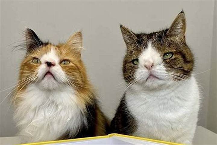Cats with Down Syndrome: What People Mean, What to Expect, and Why It Matters