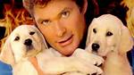 David Hasselhoff and His Adorable Puppies: a Heartwarming Journey