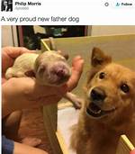 Discovering the Heartwarming World of Wholesome Reddit