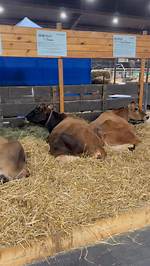 Dive into the "Northridge Prep Cow" Phenomenon