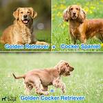 Exploring the English Cocker Spaniel Golden Retriever Mix