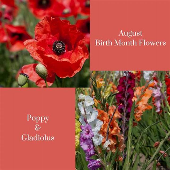 Best Flower for Month of August: Seasonal Picks, Meanings, and Care