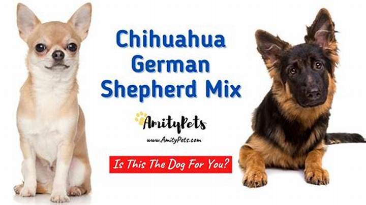 German Shepherd Carrying Chihuahuas: Why It Happens and What to Do