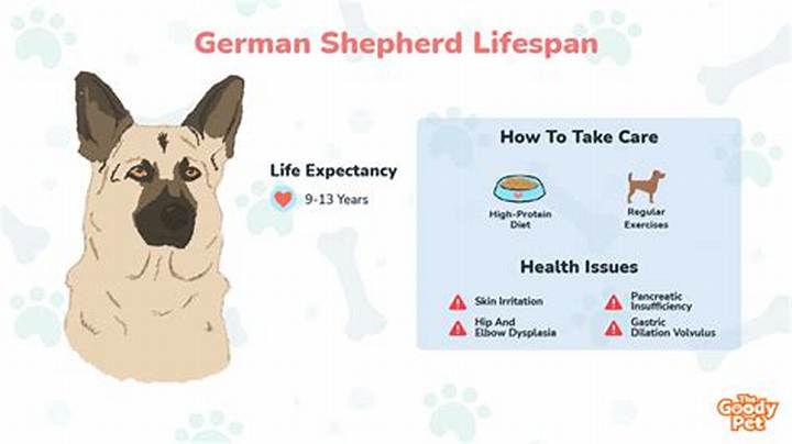 German Shepherd Expected Lifespan: What to Know and How to Help