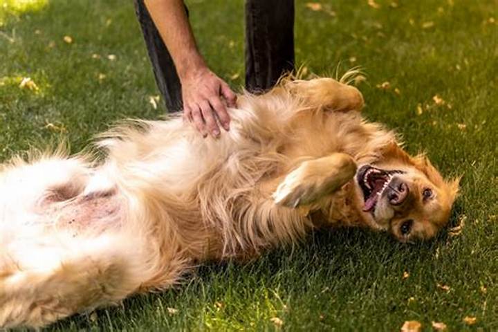 Golden Retriever Smiling Belly Rubs: Why They Look Happy and How to Do It Right