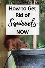 How to Get Rid of Squirrels Naturally
