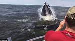 Humpback Whale Nearly Capsizes Paul Ziolkowski's Boat