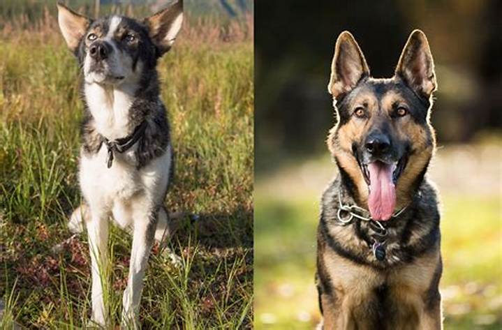 Husky Shepherd Mix Dog: Temperament, Care, Cost, and Adoption Guide