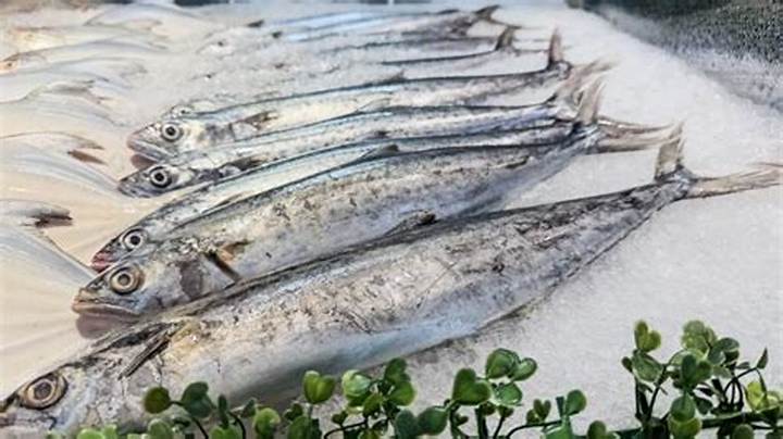 Ikan Tenggiri Di Jepang: Sawara, Budaya, Dan Manfaat Kesehatannya